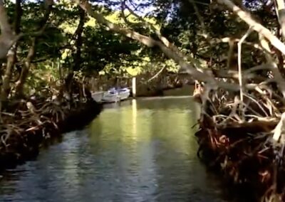 Los manglares, el otro tesoro de Roatán / 800 mascarillas para sobrevivir